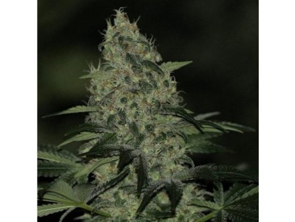 59140 1 holy seeds bank harakiri feminizovana