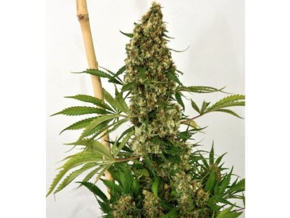 59149 1 holy seeds bank maximus autoflowering feminizovana semena konopi samonakvetaci