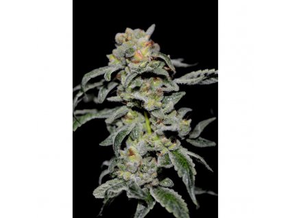 59152 1 holy seeds bank orient express feminizovana semena konopi