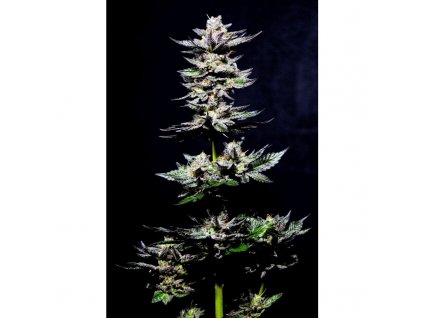 59155 1 holy seeds bank pavlova milkshake feminizovana semena konopi