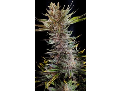 59158 holy seeds bank pie noir feminizovana semena konopi