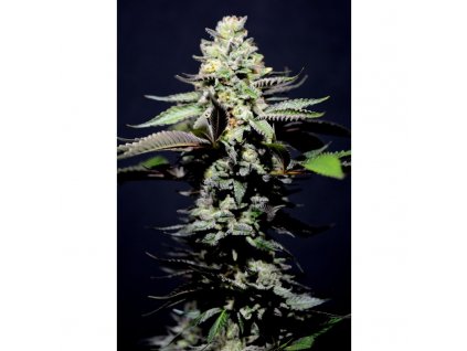 59161 1 holy seeds bank princess sofia feminizovana