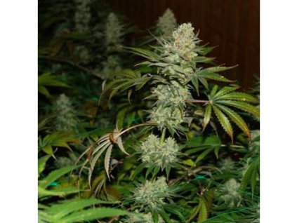 59164 1 holy seeds bank the punisher autoflowering feminizovana autoflowering