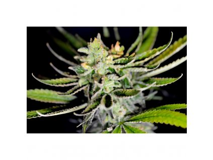 59167 1 holy seeds bank sweet cheese nachos feminizovana