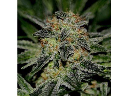 59170 1 holy seeds bank saint og feminizovana