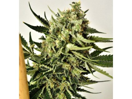 1845 holy seeds bank white cheddar