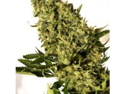 59179 1 holy seeds bank white walker feminizovana