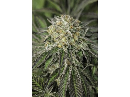 59191 1 humboldt seeds amherst sour diesel feminizovana semena konopi