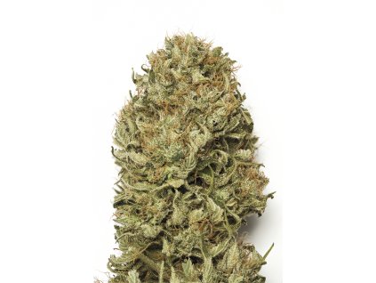 59203 1 humboldt seeds blue dream autoflowering feminizovana semena konopi samonakvetaci