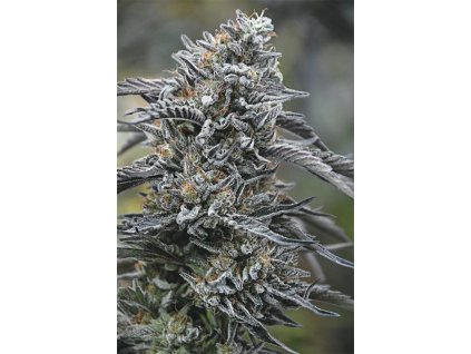 59206 7 humboldt seeds black dog cbd feminizovana semena konopi