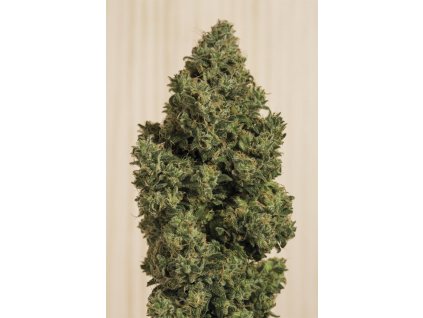 59209 5 humboldt seeds blue dream cbd feminizovana semena konopi