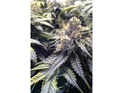 59215 3 humboldt seeds bubba s gift feminizovana semena konopi