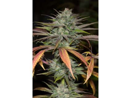 59221 5 humboldt seeds bubba kush 2 0 feminizovana semena konopi