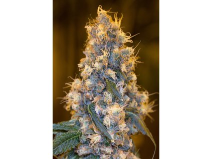 59230 1 humboldt seeds organization blue fire feminizovana semena konopi