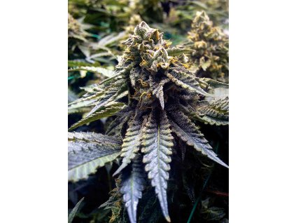 59239 1 humboldt seeds chocolate mint og feminizovana semena konopi