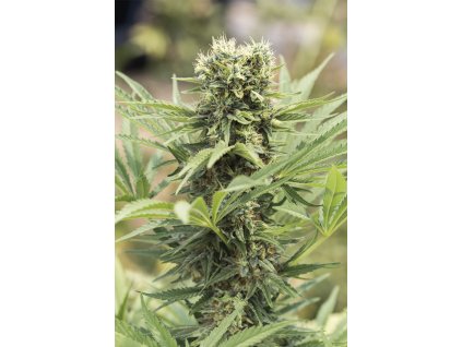 59248 1 humboldt seeds dedoverde haze autoflowering feminizovana semenea konopi samonakvetaci