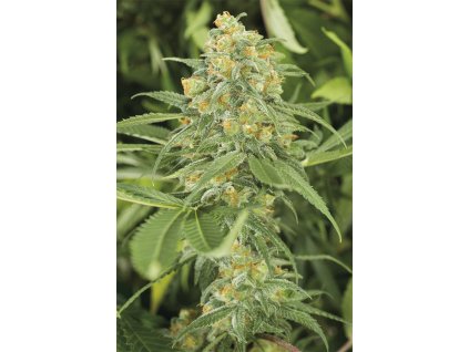 59257 1 humboldt seeds green crack feminizovana semena konopi