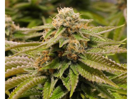 59263 1 humboldt seeds organization gorilla breath feminizovana semena konopi