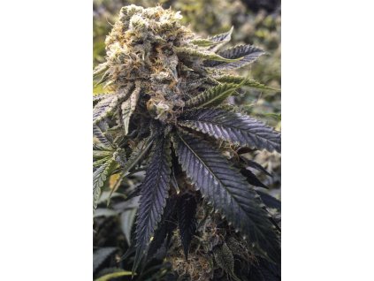 59266 3 humboldt seeds lost coast hashplant feminizovana semena konopi