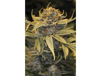 59269 8 humboldt seeds lost coast og feminizovana semena konopi