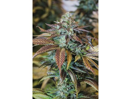 59281 3 humboldt seeds lemon kush headband feminizovana semena konopi