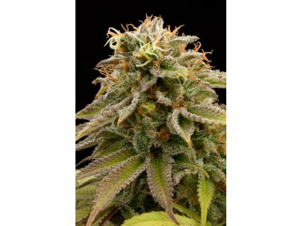 59287 1 humboldt seeds lemon thai kush regulerni semena konopi