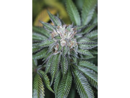 59290 1 humboldt seeds master kush feminizovana semena konopi