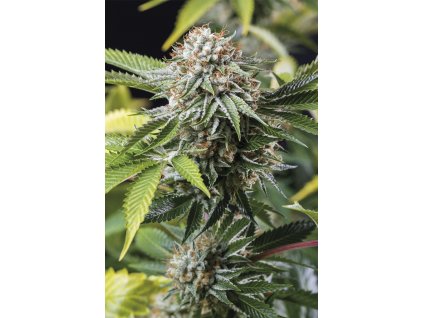 59293 1 humboldt seeds mango sapphire feminizovana semena konopi