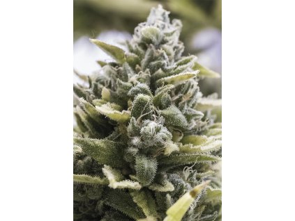 59299 1 humboldt seeds og kush autoflowering feminizovana semena konopi samonakvetaci