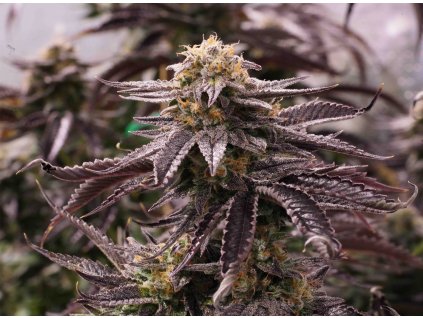 59305 1 humboldt seeds organization ogkz feminizovana semena konopi