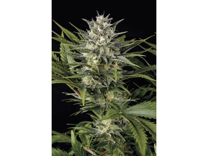 59308 1 humboldt seeds pineapple skunk feminizovana semena konopi