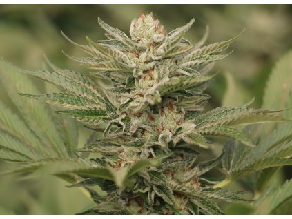 59320 3 humboldt seeds organization sapphire scout feminizovana semena konopi