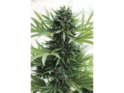 Humboldt Seeds Sour Diesel Autoflowering feminizovaná autoflowering (Balení 5 ks)