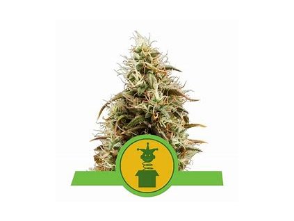 Royal Queen Seeds Royal Jack Automatic, feminizovaná semena konopí, samonakvétací