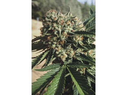 59362 humboldt seeds sapphire og feminizovana semena konopi