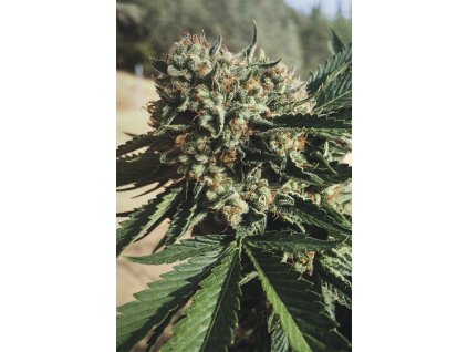 Humboldt Seeds Sapphire OG, feminizovaná semena konopí