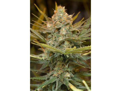 59368 humboldt seeds organization three blue kings feminizovana semena konopi