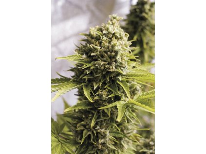 Humboldt Seeds UK Cheese Autoflowering, feminizovaná semena konopí, samonakvétací