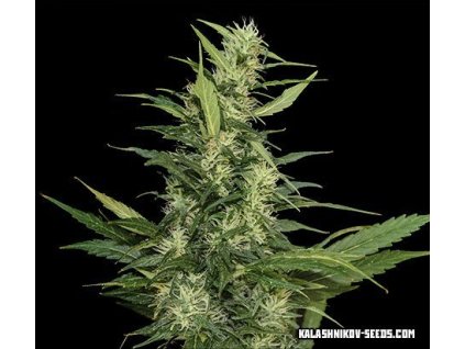 59380 kalashnikov seeds amur giant auto feminizovana semena konopi samonakvetaci