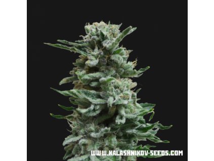 59386 kalashnikov seeds ak skunk auto feminizovana semena konopi samonakvetaci