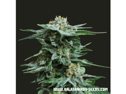 59389 kalashnikov seeds ak kush express feminizovana semena konopi