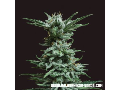 59398 kalashnikov seeds ak skunk feminizovana semena konopi