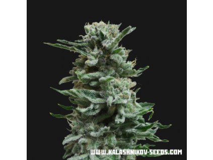 59401 kalashnikov seeds ak skunk auto feminizovana semena konopi samonakvetaci