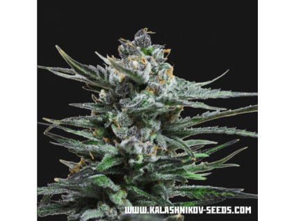 Kalashnikov Seeds Blue Acid Auto, feminizovaná semena konopí, samonakvétací