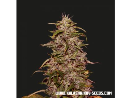 59407 kalashnikov seeds big altai sativa express feminizovana semena konopi