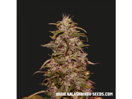 Kalashnikov Seeds Big Altai Sativa Express, feminizovaná semena konopí