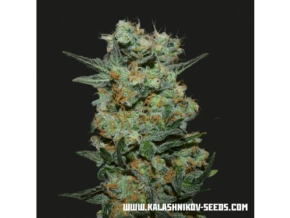 59413 kalashnikov seeds baikal express feminizovana semena konopi