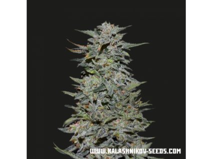 Kalashnikov Seeds Boy Scout Cookies, feminizovaná semena konopí