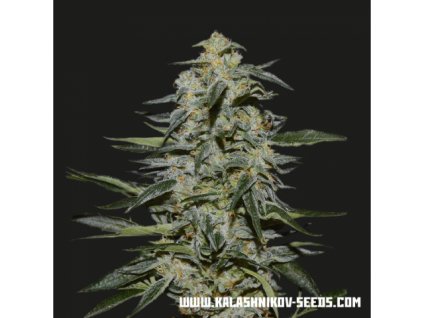 59428 kalashnikov seeds katyusha feminizovana semena konopi