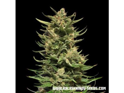 59434 kalashnikov seeds kuban doctor feminizovana semena konopi